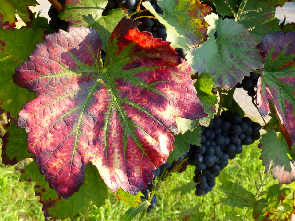 Autumn autumn colours vine leaves