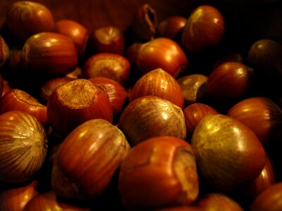 Nuts hazelnuts christmas