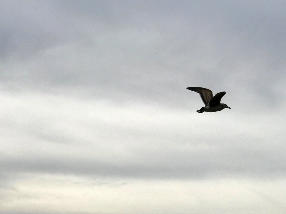 Flying bird cloudy sky