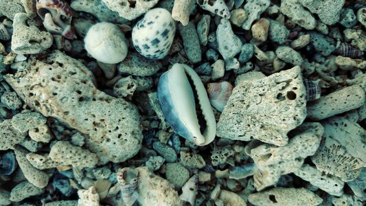 Shore calcium stone photo