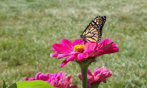 Monarch butterfly meadow autumn photo
