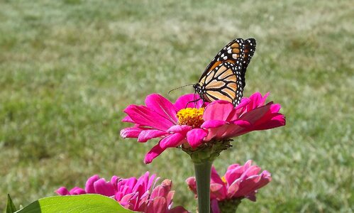 Monarch butterfly meadow autumn