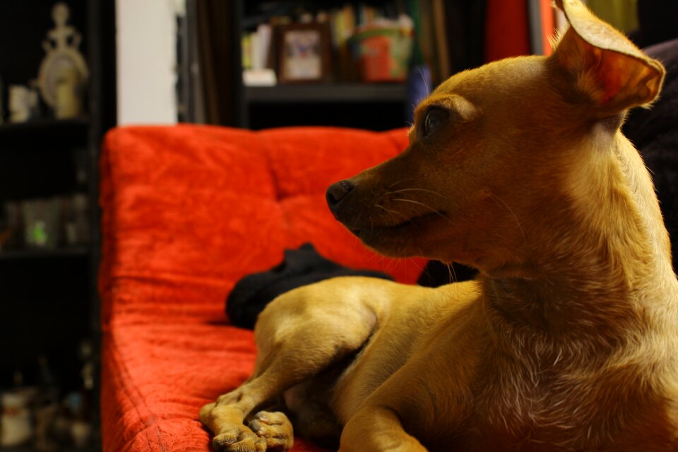 Dog animal friend