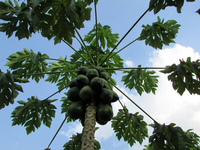 Agriculture nature fruit tree