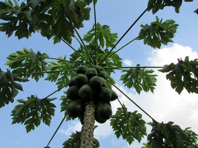 Agriculture nature fruit tree photo