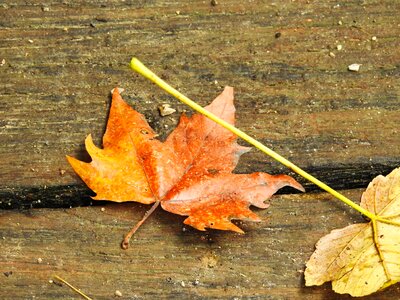Fall foliage discoloration forest