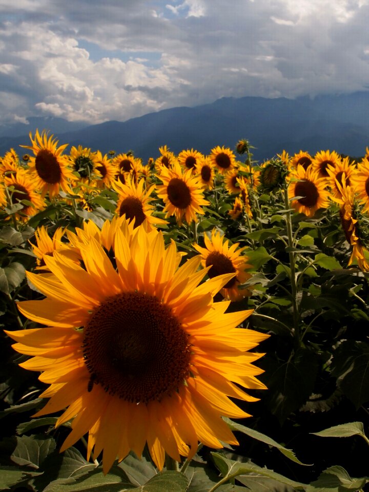 Yellow sunflower field summer flowers