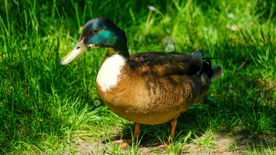 Nature mallard water
