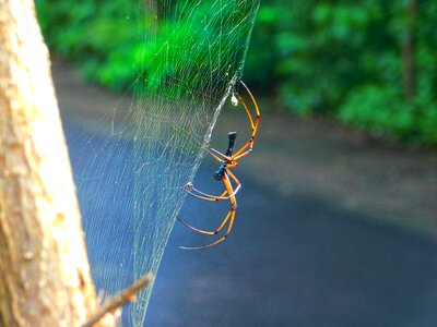 Web road
