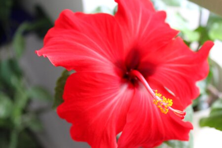 Red plant close up