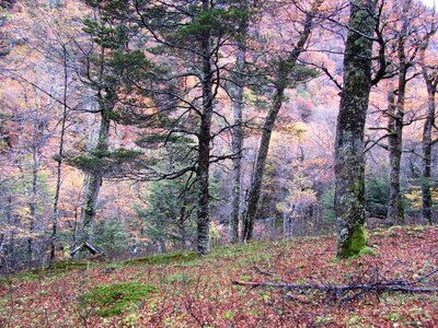 Leaves trees landscape photo