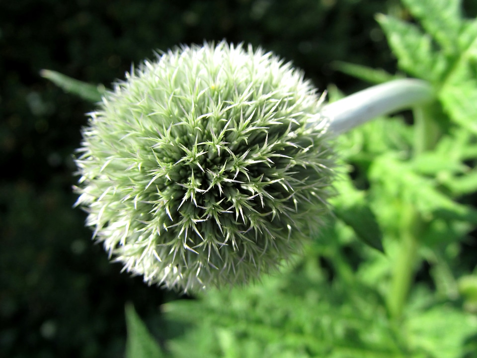 Prickly summer meadow