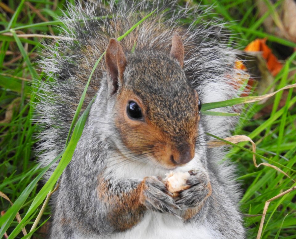 Wild cute wildlife