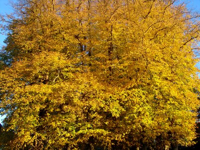 Golden autumn leaves fall foliage