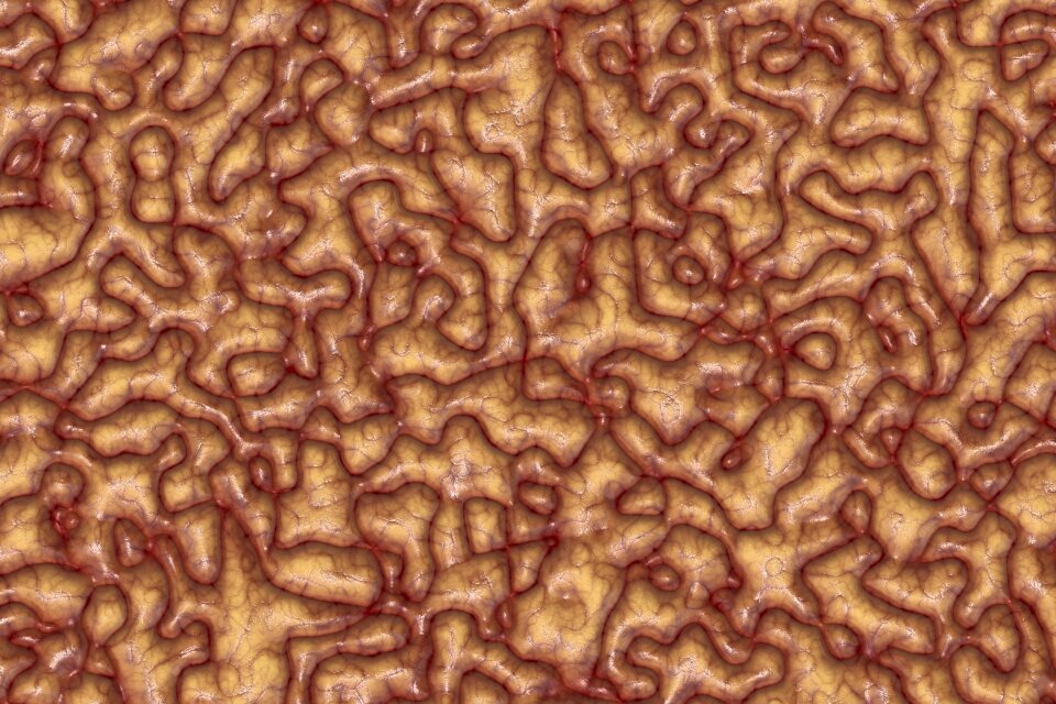 Coils biology abstract
