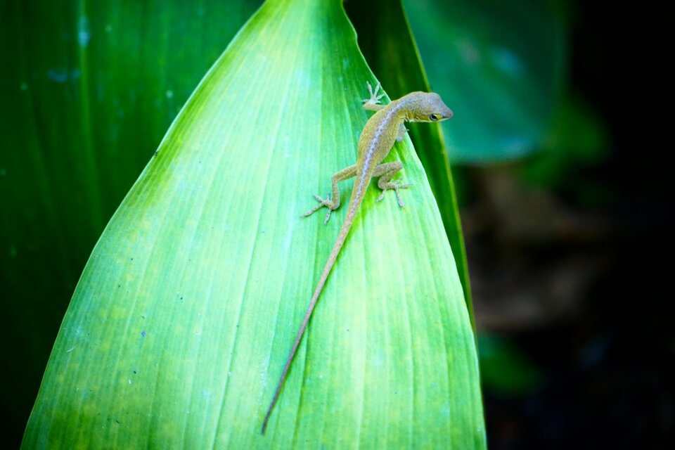 Animal nature green
