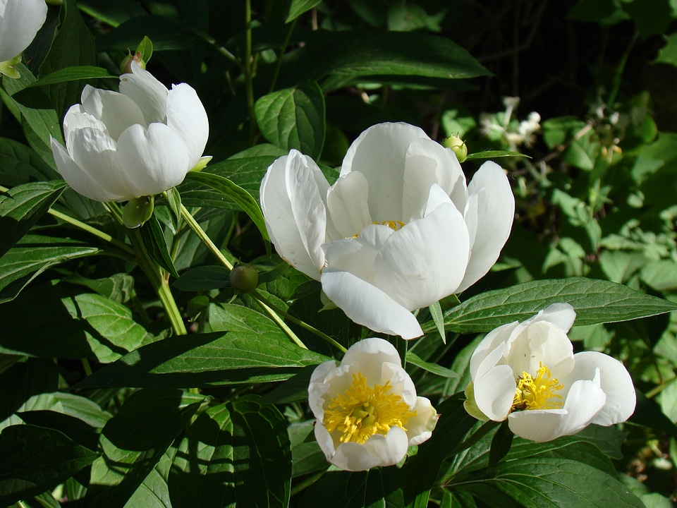 Japanese peonies jan van leeuwen flowers