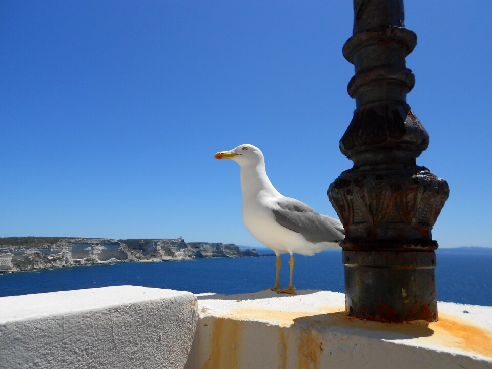 Corsican holiday sea