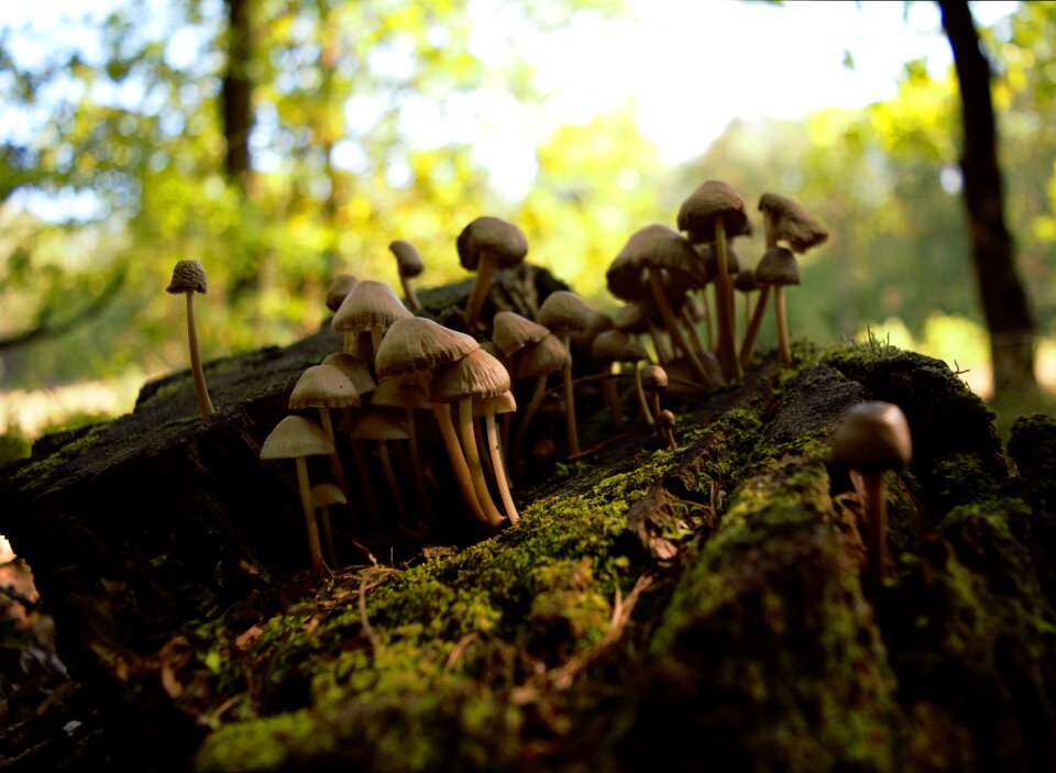 Forest litter nature