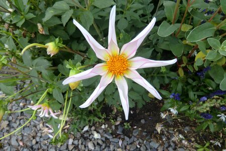 Bloom dahlia flower white