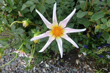 Bloom dahlia flower white photo