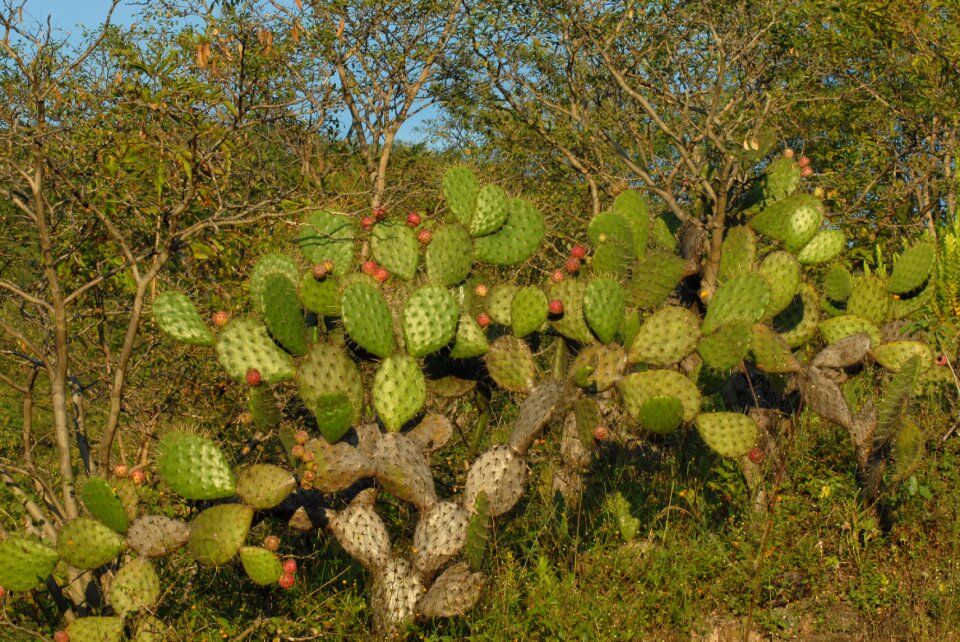 Mountain gro tlapa de comonfort