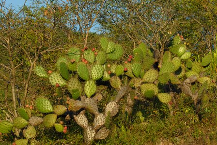 Mountain gro tlapa de comonfort