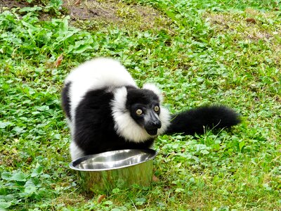 Animal mammal maki