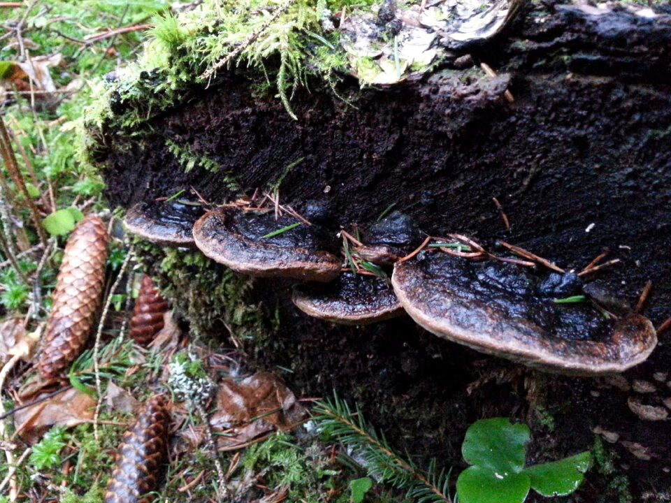 Collection nature mushroom