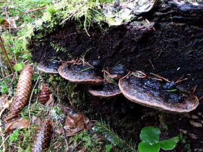 Collection nature mushroom