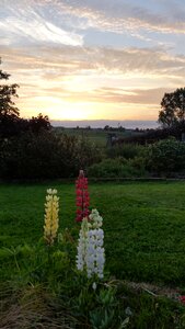 Flowers flowering ardenne