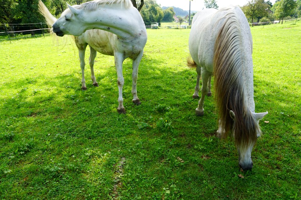 Monteaura equestrian autumn