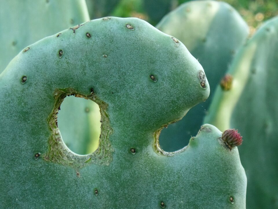 Thorns succulents nature
