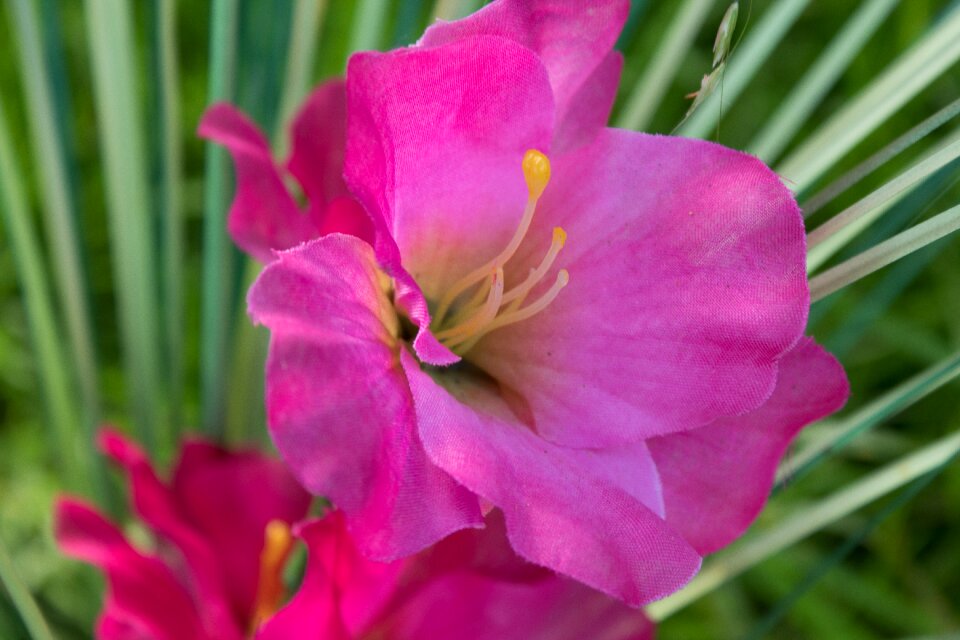 Close up close stamens