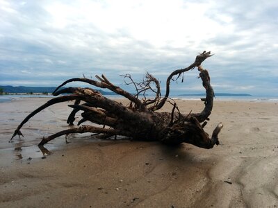Water tree stump