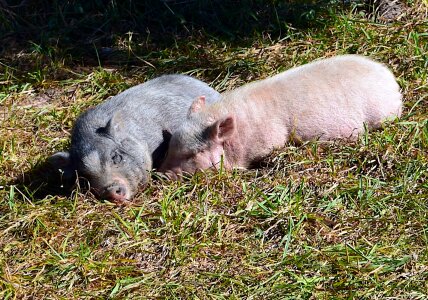 Sleeping cuddling farm