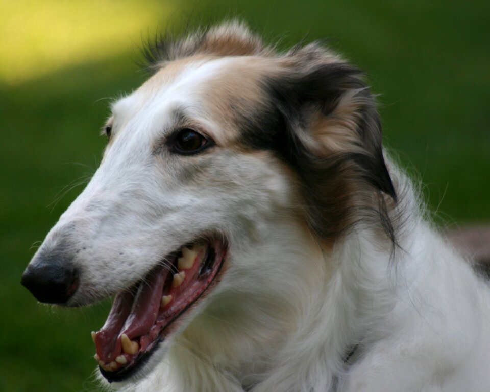 Breed russian sighthound