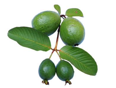 Green guava png photo