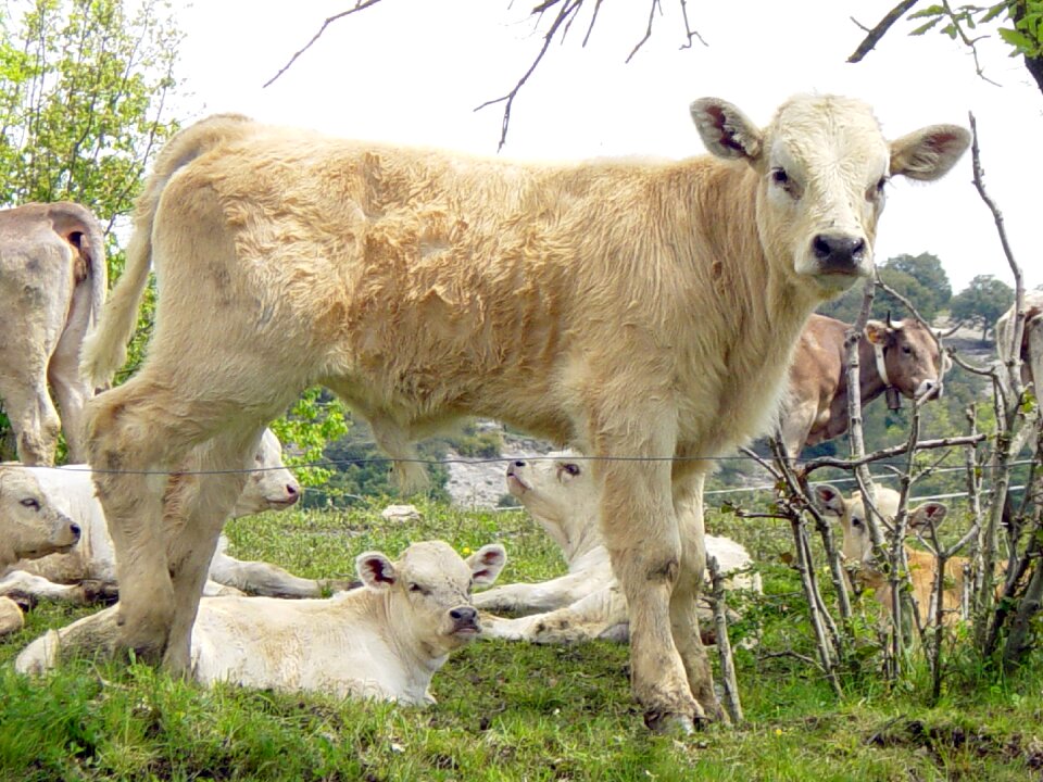 Veal animal cow animal