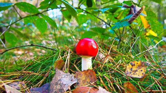 Forest autumn close up photo