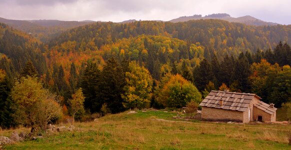 Trees landscape mountain photo