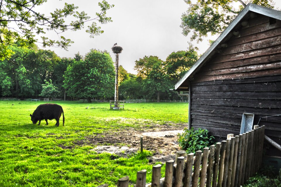Livestock cow field