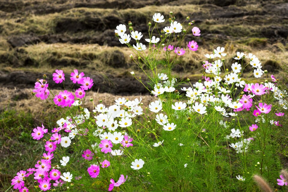 Landscape travel cosmos