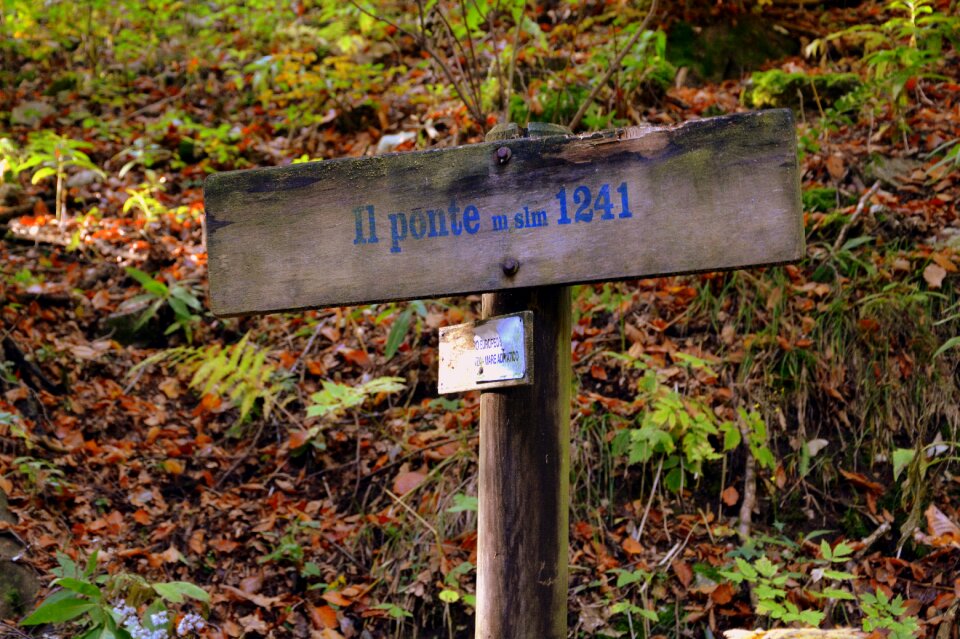Indication wood the european path