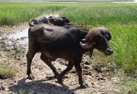 Bovine cattle water buffalo photo