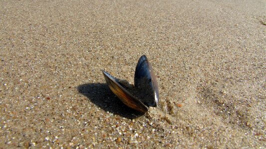 Beach mussels nature photo