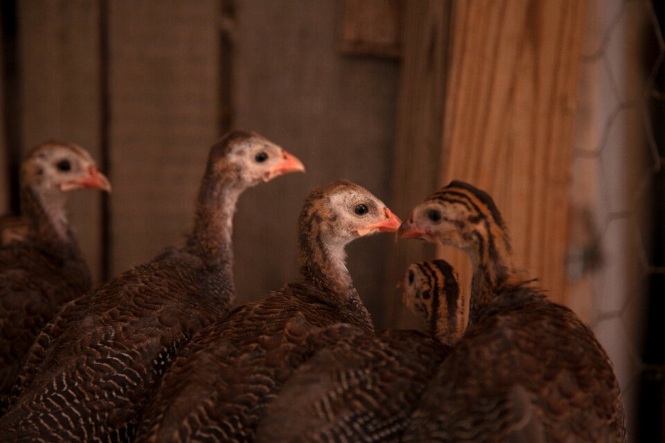 Barnyard animal hen