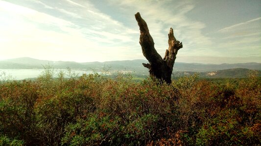 Scrub wood landscape