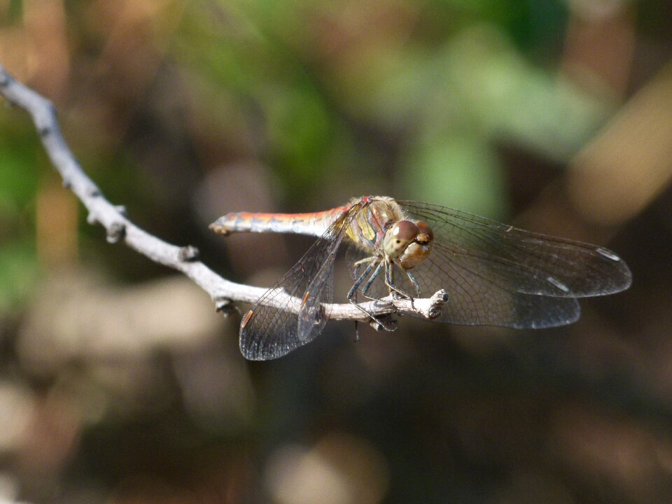 Detail sympetrum sinaiticum winged insect