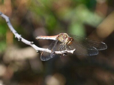 Detail sympetrum sinaiticum winged insect